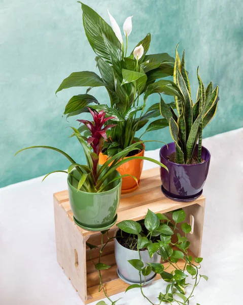 Altın Pothos, Şeytan Sarmaşığı, Epipremnum Aureum, Bromeliad Çiçeği, Barış Zambağı, Sansevieria, tahta sandıkta yılan bitkisi