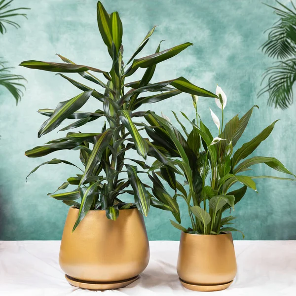 Dracaena Fragrans Cintho Peace Lily Planta Pote Dourado — Fotografia de Stock