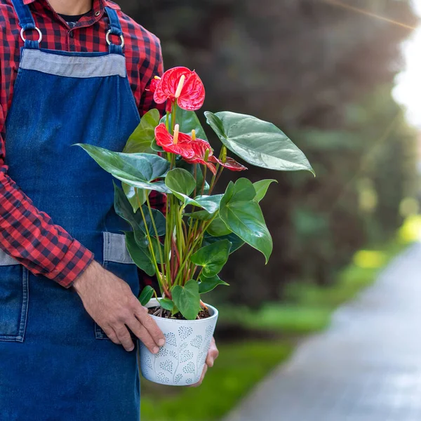 Jardinero Sosteniendo Red Anthurium Laceleaf Flor Planta — Foto de Stock