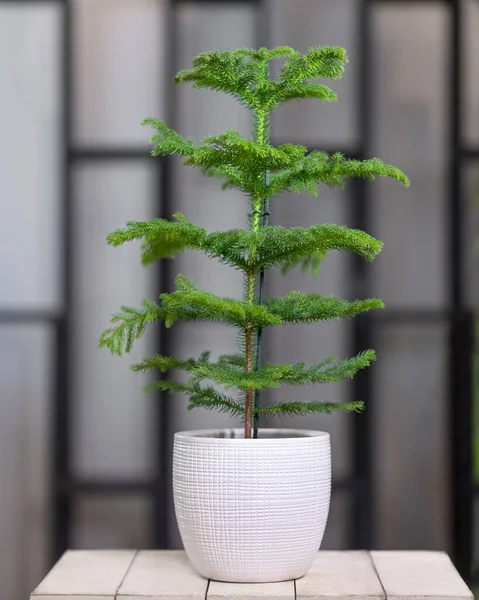 Planta Casa Interessante Vaso Branco — Fotografia de Stock