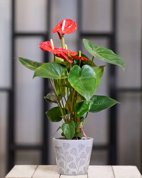 Красный Антуриум Цветок Кружева Кастрюле — стоковое фото