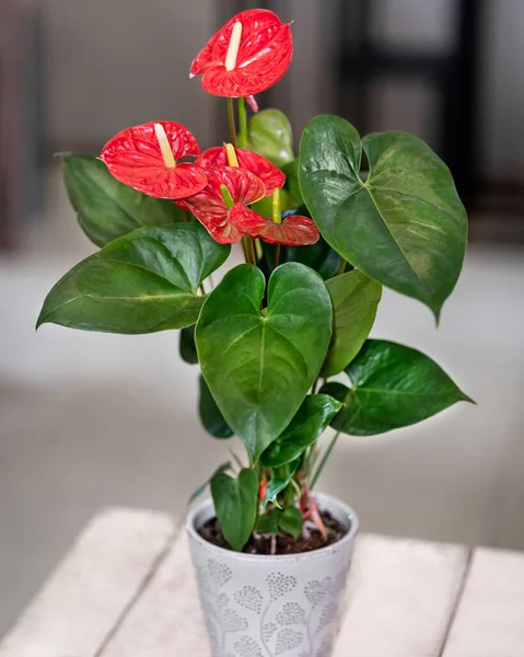 Red Anthurium Laceleaf saksıdaki çiçek bitkisi