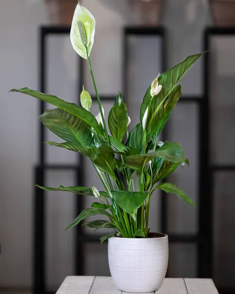 Peace Lily Φυτό Spatifilum Λευκή Γλάστρα — Φωτογραφία Αρχείου