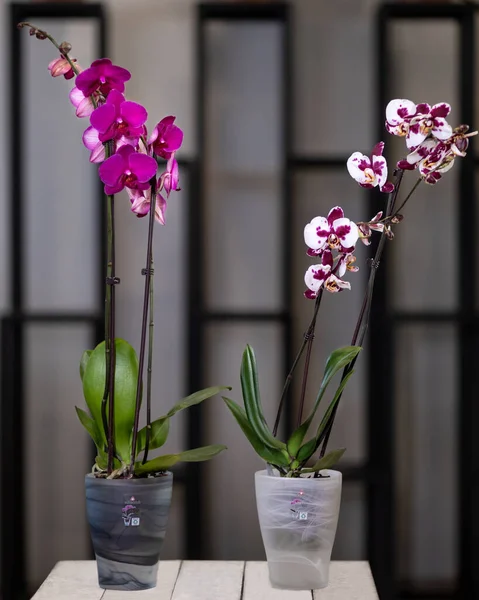 Белый Розовый Phalaenopsis Орхидеи Moth Горшке — стоковое фото