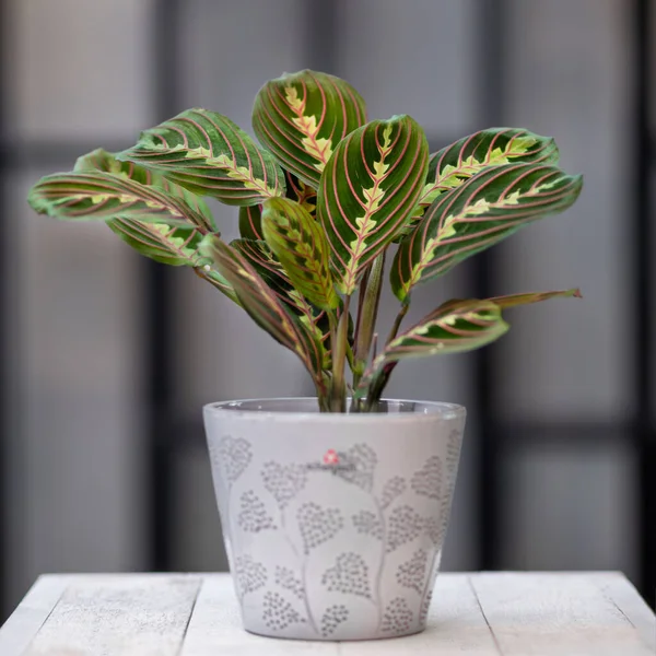 Bönväxt Maranta Leuconeura Grå Keramikkruka — Stockfoto