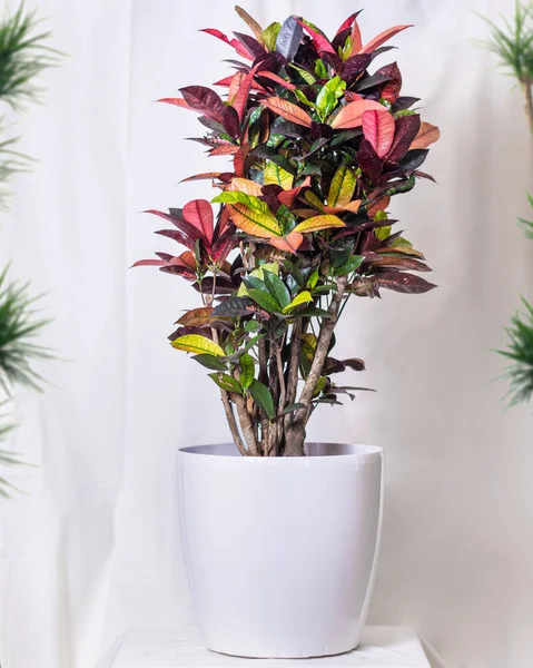 Codiaeum Iceton Croton Vaso Branco — Fotografia de Stock