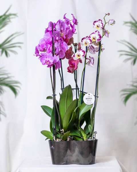 Белый Розовый Phalaenopsis Орхидеи Moth Горшке — стоковое фото