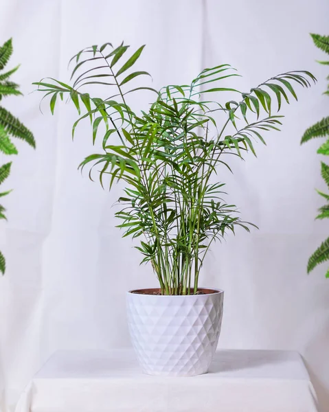 Phoenix Canariensis Canary Island Date Palm White Pot — Stock Photo, Image