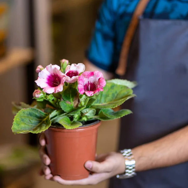 Jardinero Sosteniendo Planta Flores — Foto de Stock