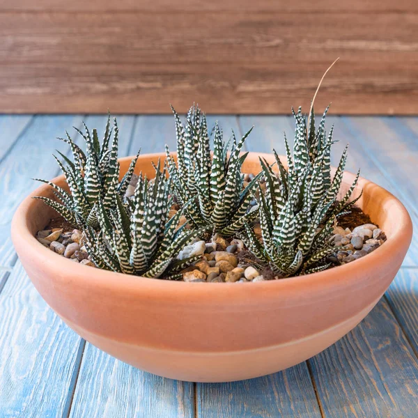 Terrarium Sand Rock Succulent Cactus Moss Red Ceramic Pot — Stock Photo, Image