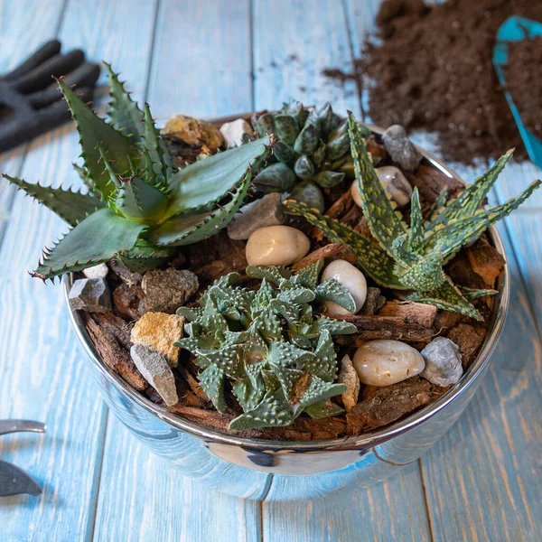 Terrario Arena Roca Suculenta Cactus Musgo Olla Brillante Guantes Afeitar —  Fotos de Stock