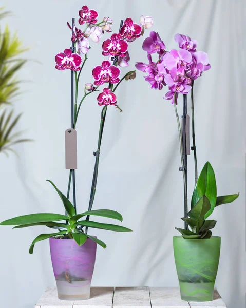 Цветок Фиолетовой Моли Орхидеи Растение Фаленопсии Белый Фон — стоковое фото