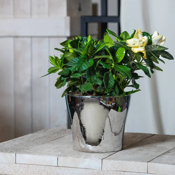 Belle Plante Fleur Gardenia Dans Pot Brillant — Photo