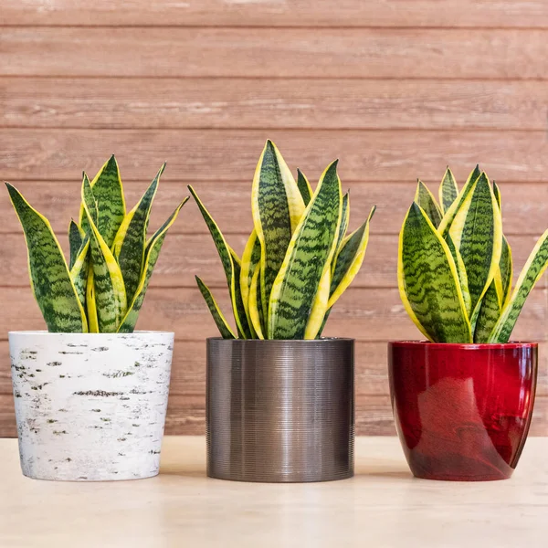 Sansevieria Trifasciata Laurentii Вареники Snake Plant Горшке — стоковое фото