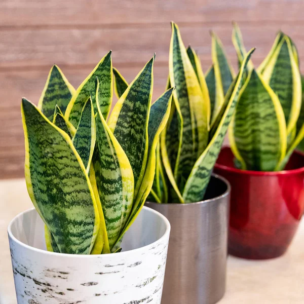 Sansevieria trifasciata Laurentii - Çeşit çeşit Yılan Bitkisi yakın planda