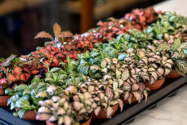 Boyalı yaprak begonyası, Begonya rex