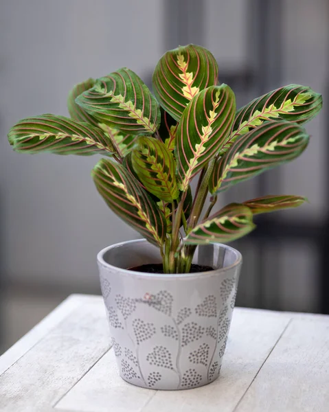 Bönväxt Maranta Leuconeura Grå Keramikkruka — Stockfoto