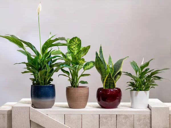 Peace Lily, Dieffenbachia Dumb canes, Mother-in-law's Tongue Viper's bowstring hemp snake plant — Stock Image Peace Lily Dieffenbachia Dumb Canes Mother Law Tongue Viper Bowstring Stock Image