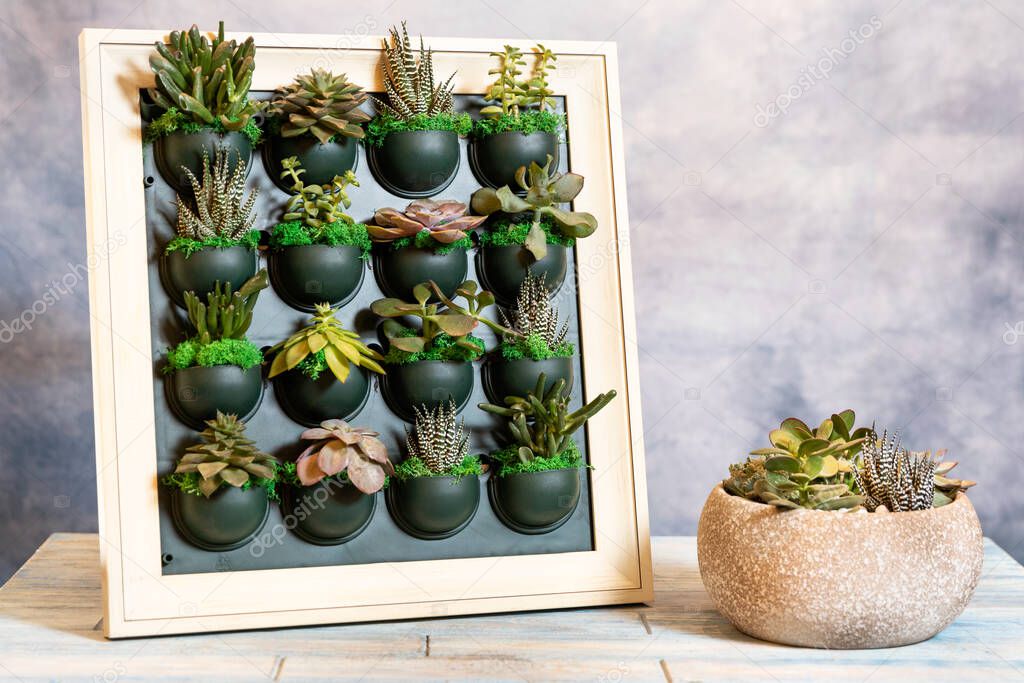 Succulents on the wall plate with terrarium in the ceramic pot