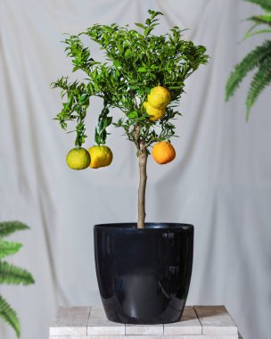 Siyah çömlekte limon bitkisi