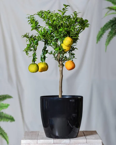 Planta Limão Pote Preto — Fotografia de Stock