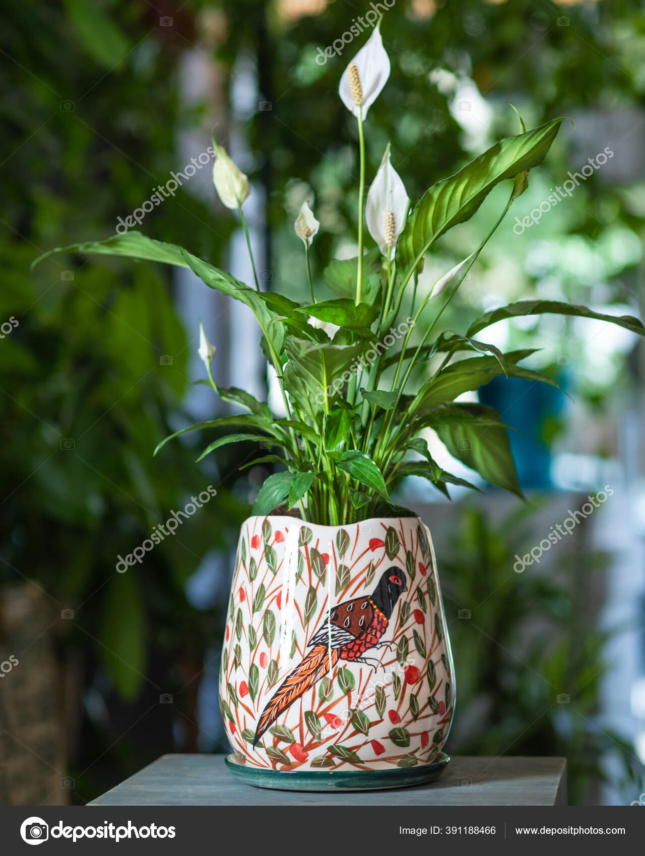 Planta Lírio Paz Panela Pintada Mão — Fotografia de Stock Editorial ©  Farhadib #391188466