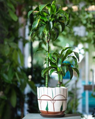 Dracaena parfümlü, el boyasıyla boyanmış ot.