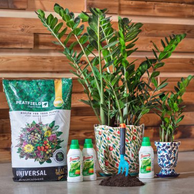 Zanzibar Mücevheri ve Zamioculcas ellerinde bitkiler için organik turba ve florovit ile demlik boyadılar.