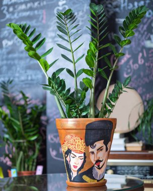 Zanzibar Gem, Zamioculcas Araceae boyalı tencerede, Azerbaycanlı çift boyar