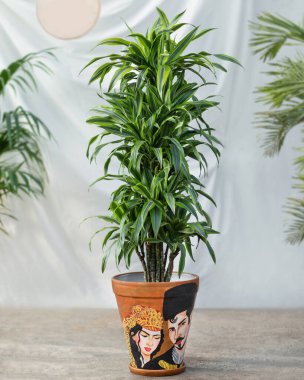 Dracaena parfümleri sarı tencerede