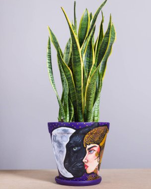 Sansevieria, Dracaena Trifasciata elinde bitki saksısı, kadın ve siyah panter yüzü.