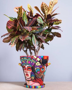 Codiaeum Petra - Croton elinde