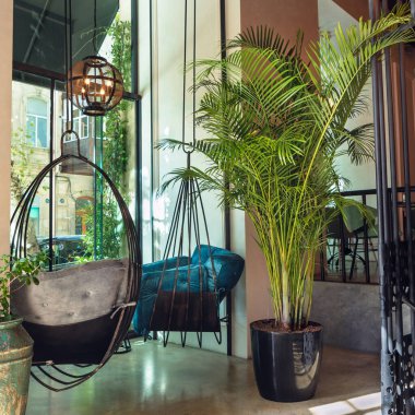 Kentia palm, Howea forsteriana plant in restaurant interior clipart