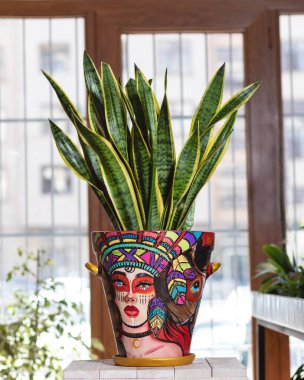 Sansevieria, Dracaena Trifasciata elinde bitki saksısını boyadı