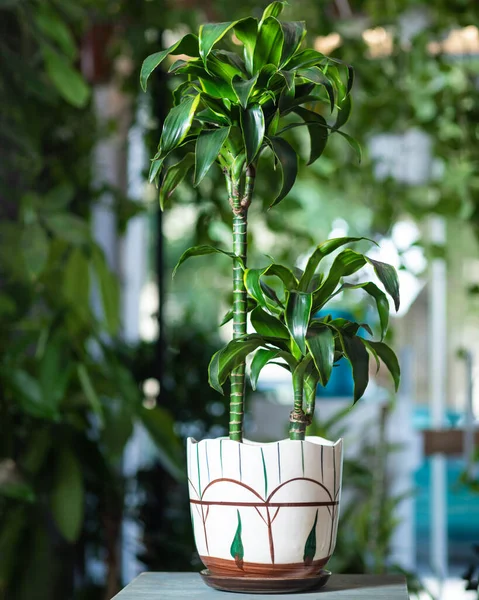 Dracaena Fragrâncias Massangeana Panela Pintada Mão — Fotografia de Stock