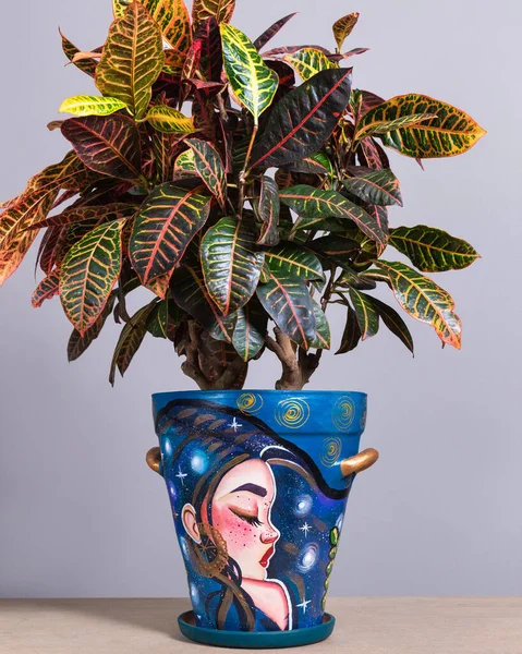 Codiaeum Petra Croton Handmålad Kruka Kvinna Ansikte — Stockfoto