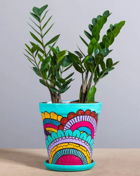 Zanzibar Gem Zzoculcas Plant Hand Painted Pot — стоковое фото