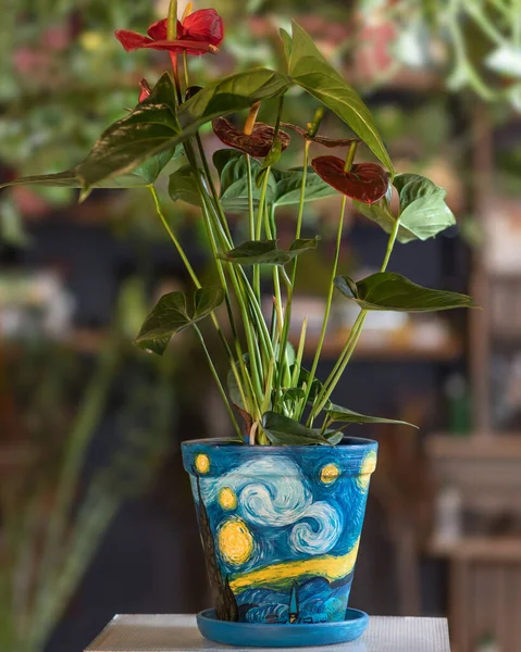 Цветочное Растение Красного Антуриума Покрашенном Горшке — стоковое фото