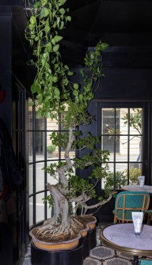 Altın Pothos, Şeytan Sarmaşığı, Restoran pencerelerinde Epipremnum Aureum bitkisi