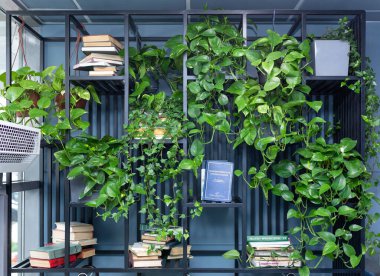 Altın Pothos, Şeytan sarmaşığı, Epipremnum aureum bitkisi kitap rafında.