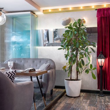 Schefflera arboricola, restoranın içindeki cüce şemsiye ağacı.