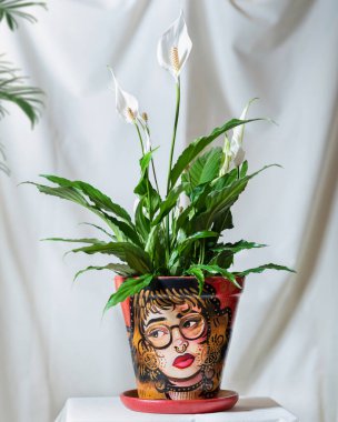 Büyük masa, tabure, bahçede bir vitrin, bitki dükkanı.