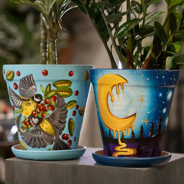 Dracaena Fragrans Zanzibar Gem Hand Painted Pot — Stock Photo, Image