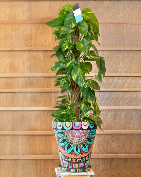 Epipremnum aureum - Altın Pothos - El boyaması soyut kabında Yosun Direği