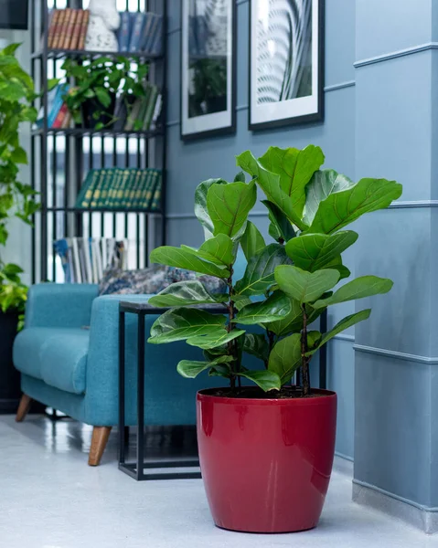 Ficus benghalensis Audrey - Bengal Fig iş yerinde