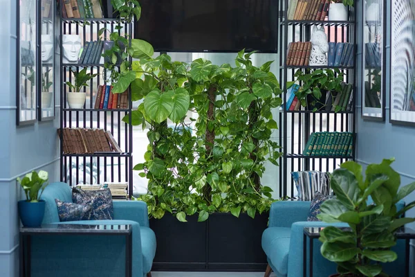 Altın Pothos, Şeytan sarmaşığı, Epipremnum aureum bitkisi kitap rafında.