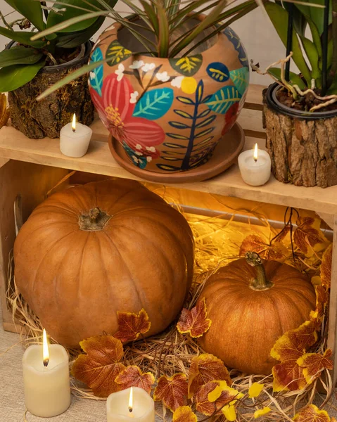 Halloween Pumpkins Wooden Crates Candles Straw Moth Orchid Dracaena Draco — Stock Photo, Image