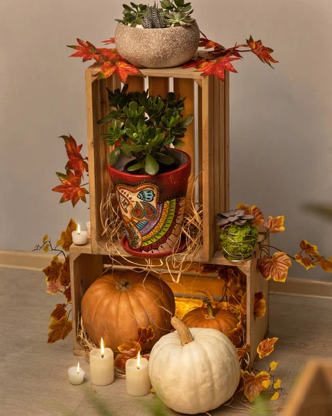 Halloween Pumpkins Wooden Crates Candles Terrarium Plant — Stock Photo, Image