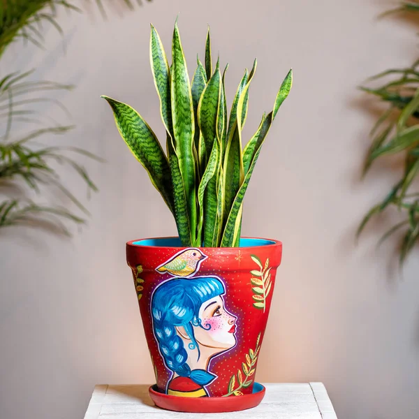Sansevieria, Dracaena trifasciata kırmızı elle boyadı.