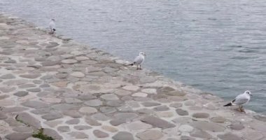 Kuşlar Hazar Denizi 'nde uçuyor ve yürüyor